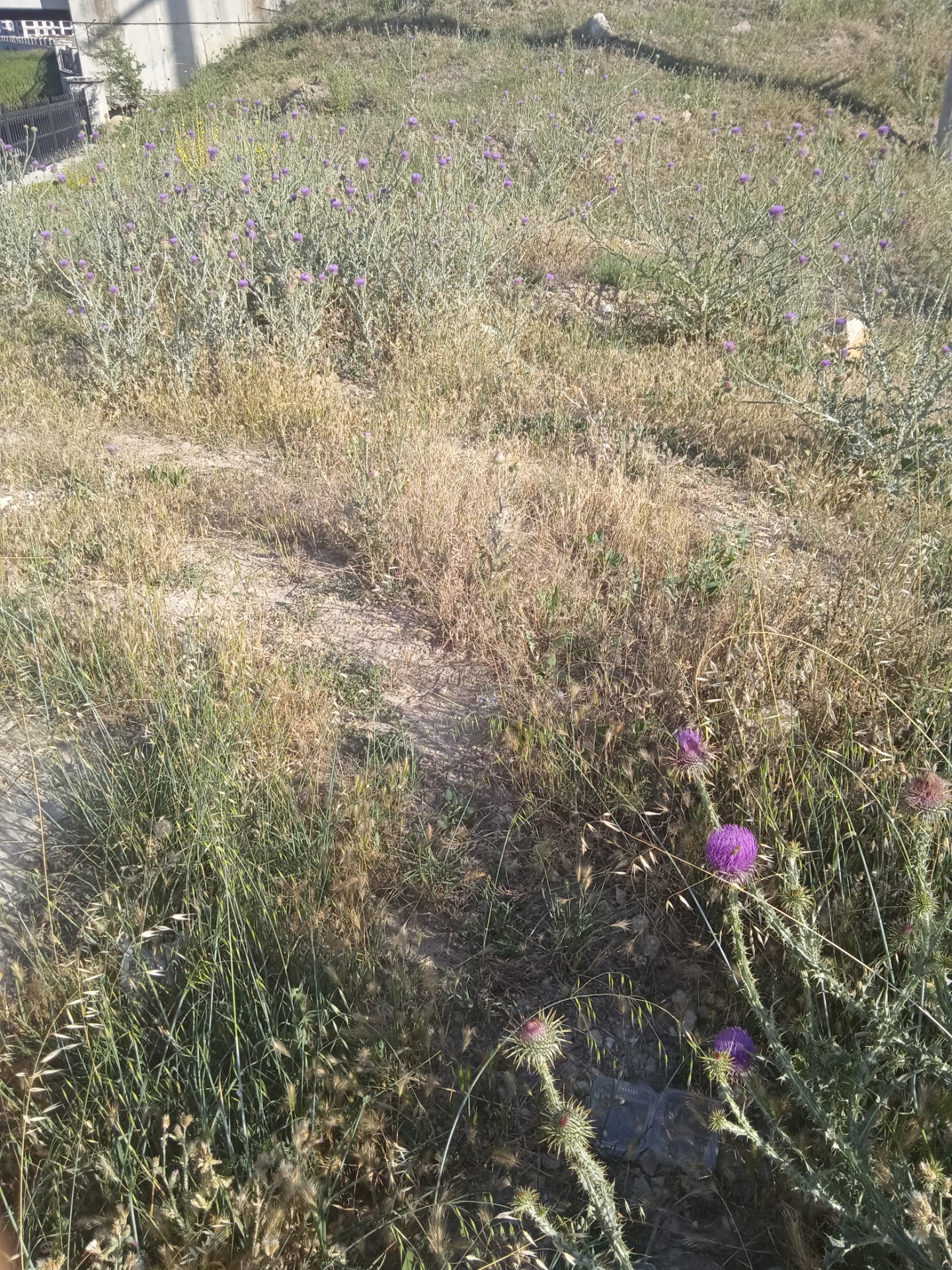 Εικόνα 23 Στο Άφιον υπάρχει πλούσια χλωρίδα με πολλά φαρμακευτικά φυτά