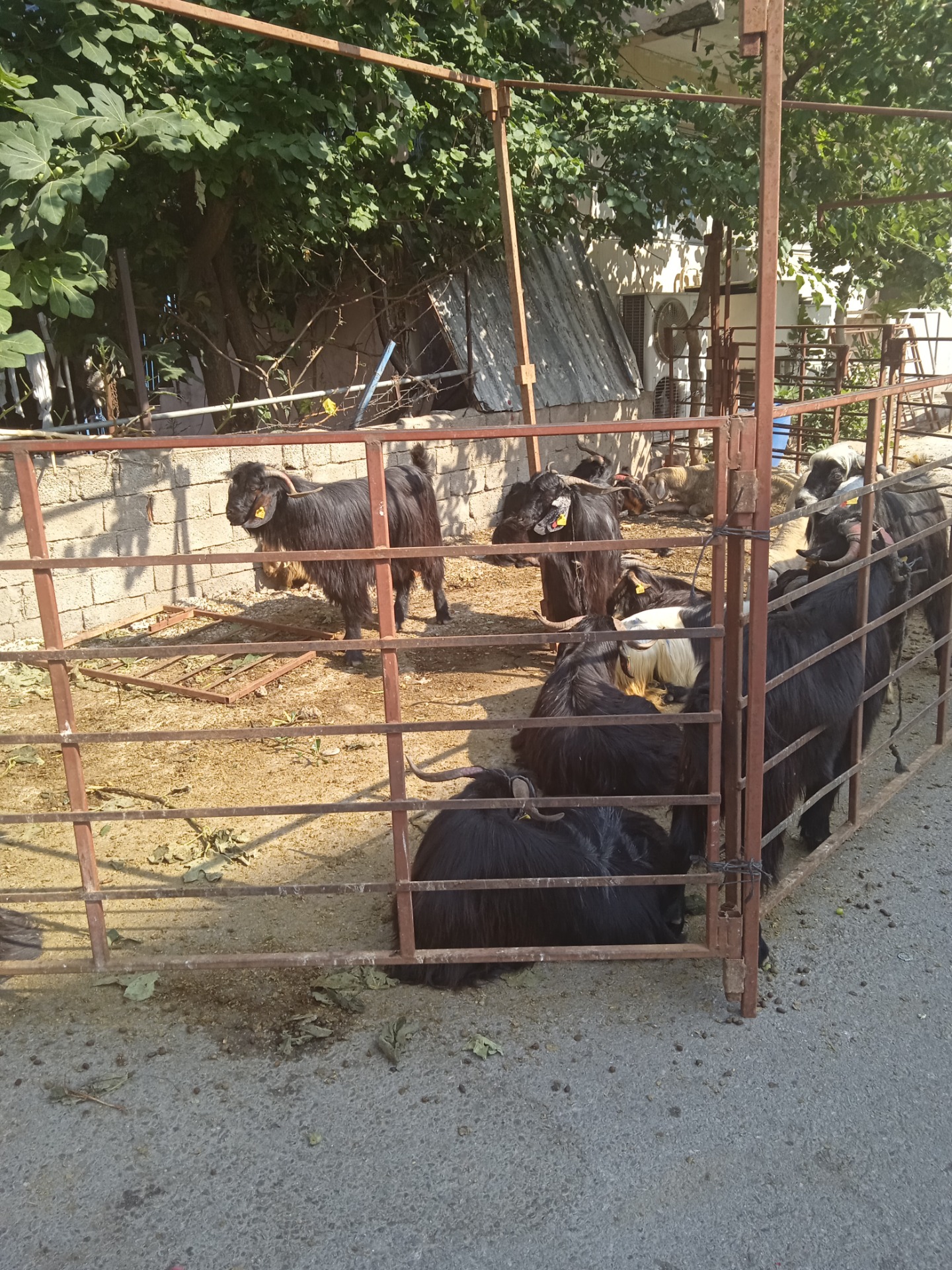 Εικόνα30  Έρχομαι στις 8-7-2022 στην πόλη Αττάλεια στην Νότια Τουρκία